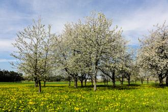 Kirschblüte in Franken